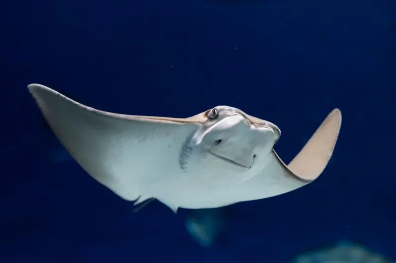 Ubuntu 26.10 „Stonking Stingray” a ajuns: kernel 7.3 pre-release și recunoaștere vocală experimentală